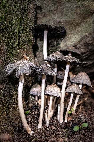 Coprinellus diseminatus - Photo macro seta 4 copia